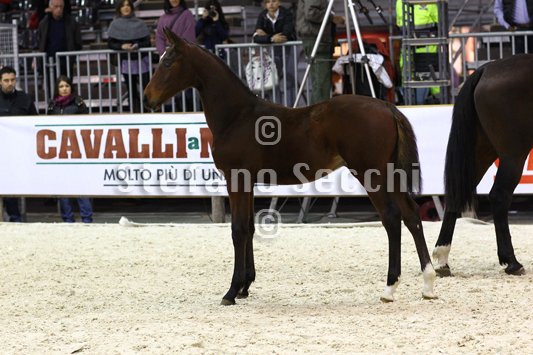 PAN CARRE_MILANO_2010_SS3_8389.jpg